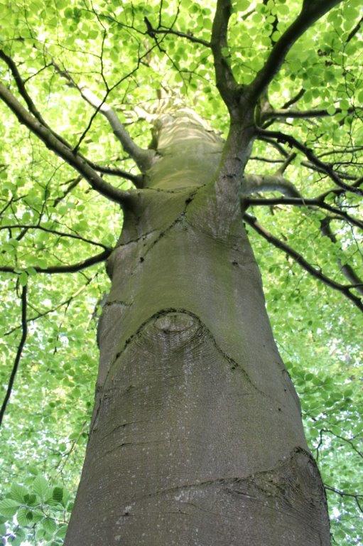 Een boom met lichtinval gezien van onderop.